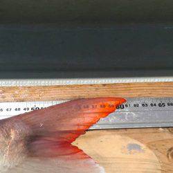 フィッシングボートACE(エース) 釣果