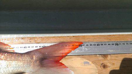 フィッシングボートACE(エース) 釣果