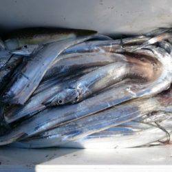 釣り船武蔵 釣果