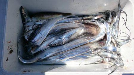 釣り船武蔵 釣果