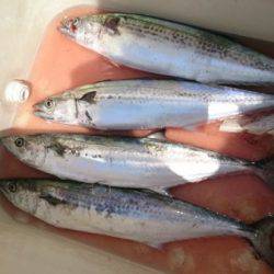 釣り船武蔵 釣果