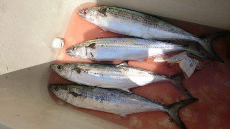 釣り船武蔵 釣果