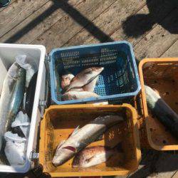 由良海上釣り堀 海人 釣果