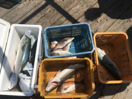 由良海上釣り堀 海人 釣果