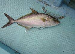 ことぶき丸 釣果