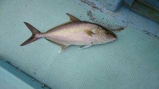 ことぶき丸 釣果