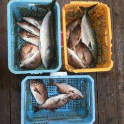 由良海上釣り堀 海人 釣果