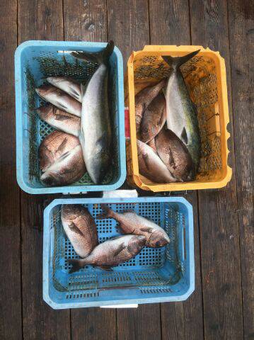 由良海上釣り堀 海人 釣果