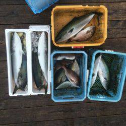 由良海上釣り堀 海人 釣果