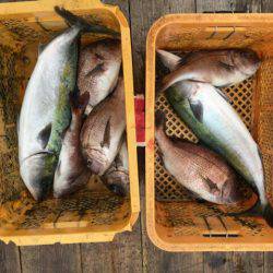 由良海上釣り堀 海人 釣果