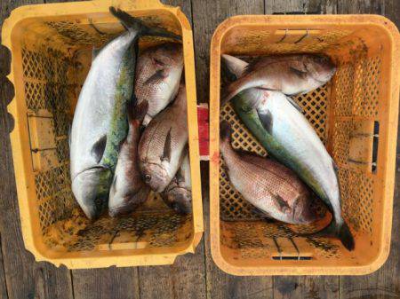 由良海上釣り堀 海人 釣果