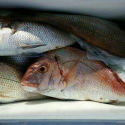 釣り船くわだ 釣果