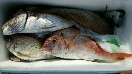 釣り船くわだ 釣果