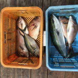 由良海上釣り堀 海人 釣果
