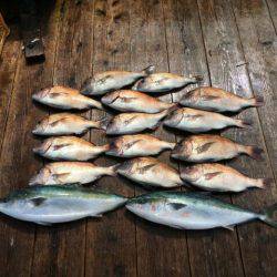 由良海上釣り堀 海人 釣果