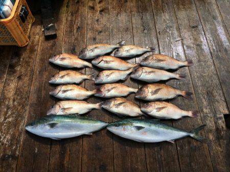 由良海上釣り堀 海人 釣果