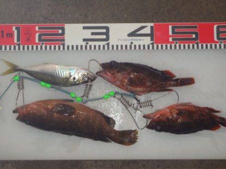 のとじま臨海公園海づりセンター 釣果