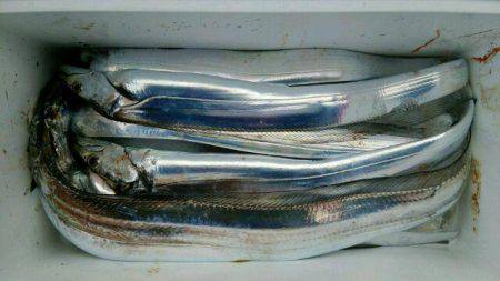 釣り船くわだ 釣果