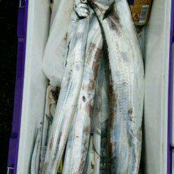 釣り船くわだ 釣果