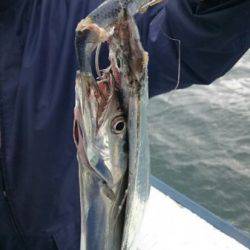 釣り船武蔵 釣果