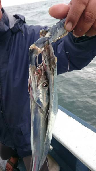 釣り船武蔵 釣果