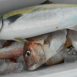 こうゆう丸 釣果