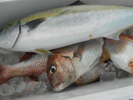 こうゆう丸 釣果