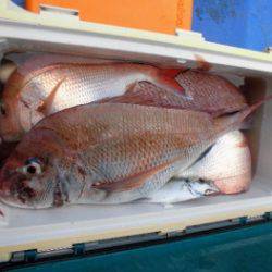 鯛紅丸 釣果