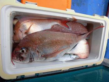 鯛紅丸 釣果