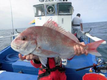 鯛紅丸 釣果