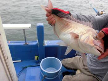 鯛紅丸 釣果