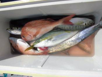 鯛紅丸 釣果