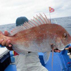 鯛紅丸 釣果