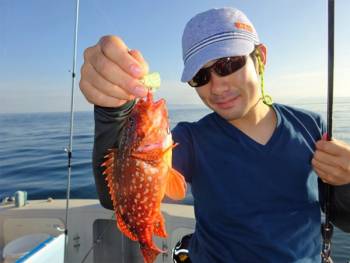 鯛紅丸 釣果