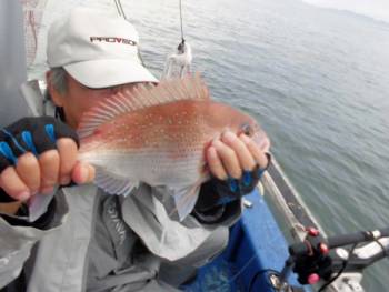 鯛紅丸 釣果