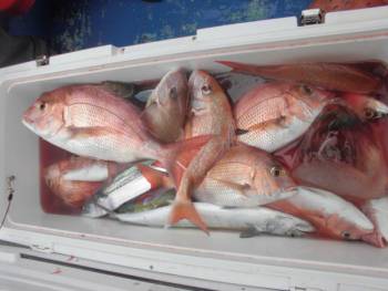 鯛紅丸 釣果