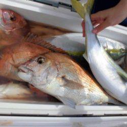鯛紅丸 釣果