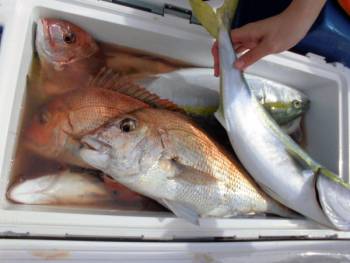 鯛紅丸 釣果