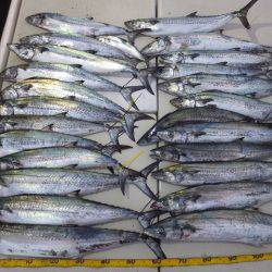 Hit Rush(ヒット ラッシュ） 釣果