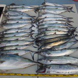 Hit Rush(ヒット ラッシュ) 釣果