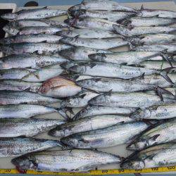 Hit Rush(ヒット ラッシュ） 釣果