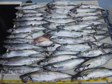 Hit Rush(ヒット ラッシュ） 釣果…