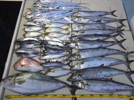 Hit Rush(ヒット ラッシュ） 釣果…