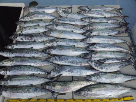 Hit Rush(ヒット ラッシュ） 釣果…