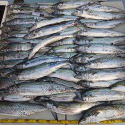 Hit Rush(ヒット ラッシュ） 釣果