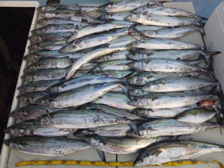 Hit Rush(ヒット ラッシュ） 釣果…