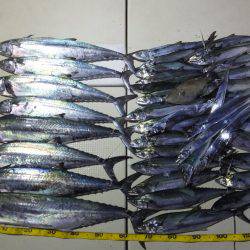 Hit Rush(ヒット ラッシュ) 釣果