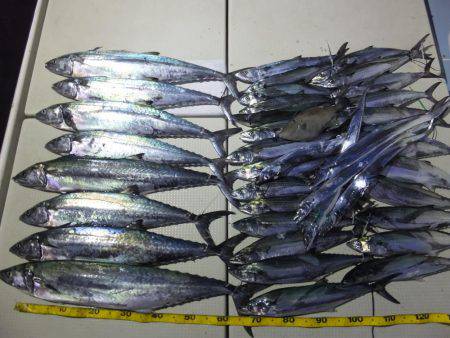 Hit Rush(ヒット ラッシュ） 釣果…