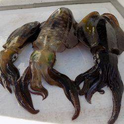 フィッシングボート空風(そらかぜ) 釣果