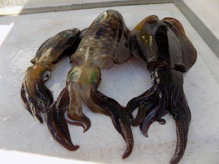 フィッシングボート空風（そらかぜ） 釣果